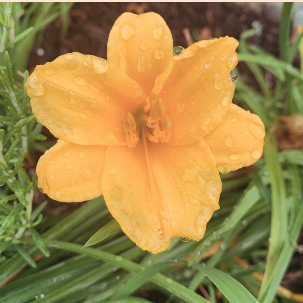 •♡ THANK YOU FOR SHOPPING WITH ME ♡•